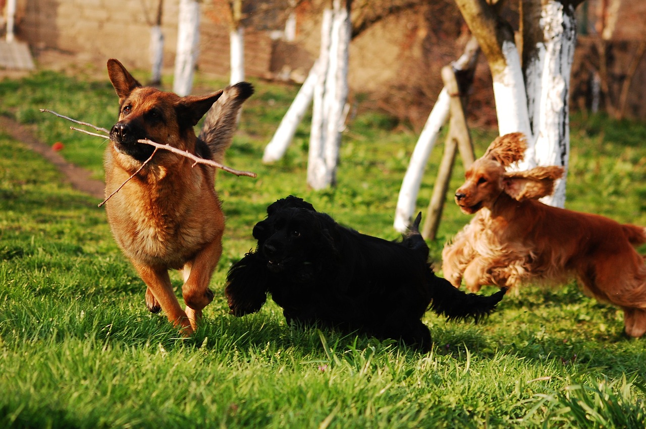 Area sgambamento cani Via Verdi