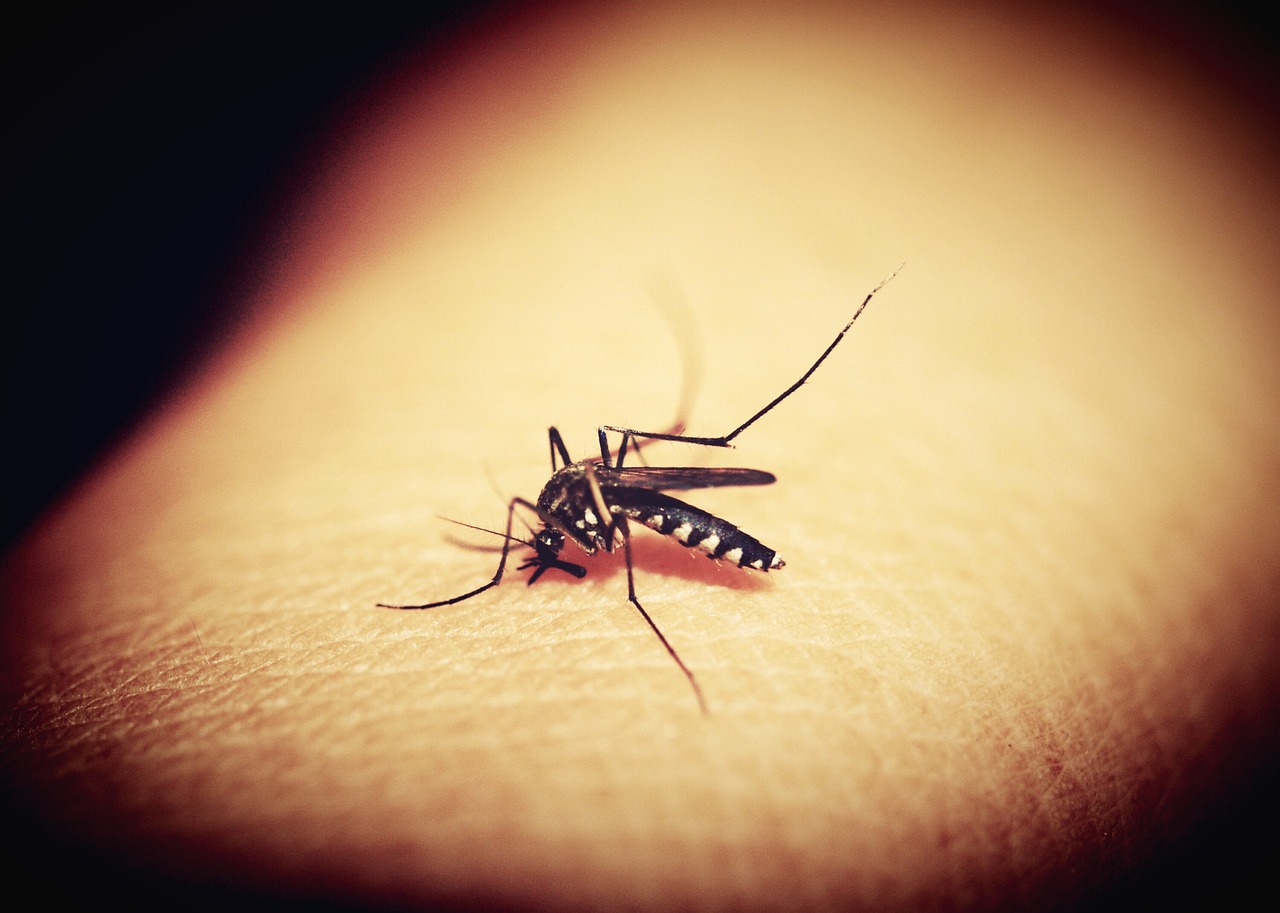 Provvedimenti per la prevenzione ed il controllo delle malattie trasmesse da insetti vettori ed in particolare dalla zanzara Aedes Aegypti